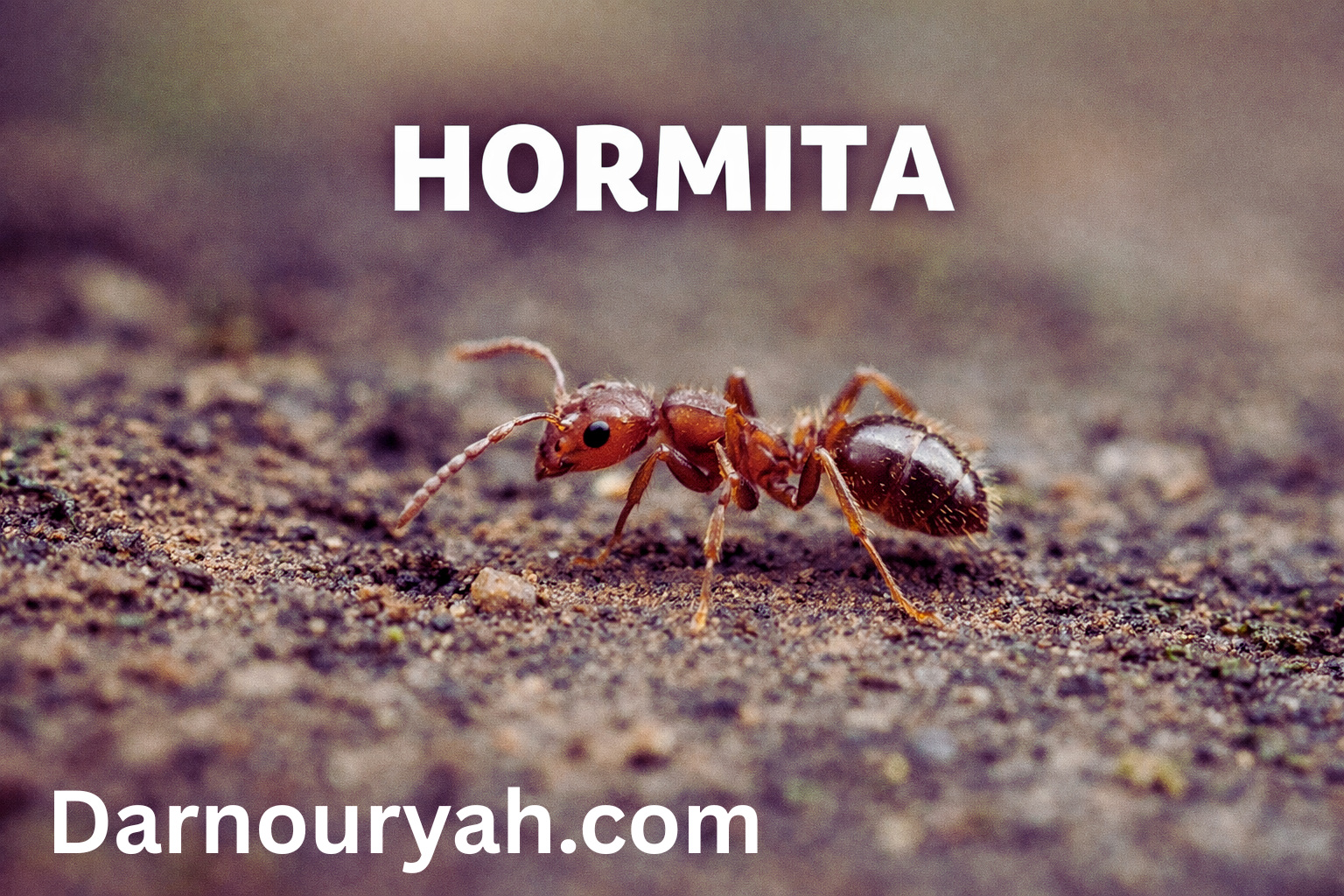 10 Amazing Facts About Hormita You Didn't Know! hormita